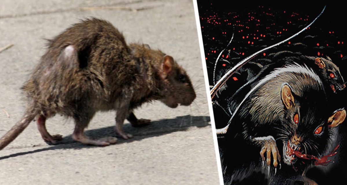 На знаменитом пляже Таиланда начались нападения крыс на туристов: многие уже в больнице