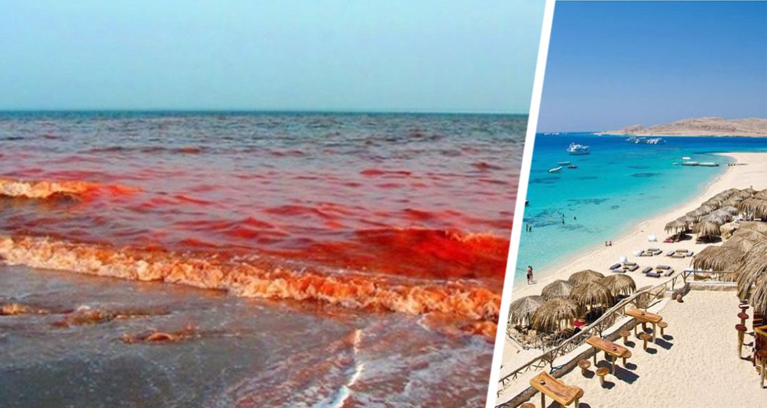 В Хургаде цвет Красного моря стал кровавым, напугав туристов