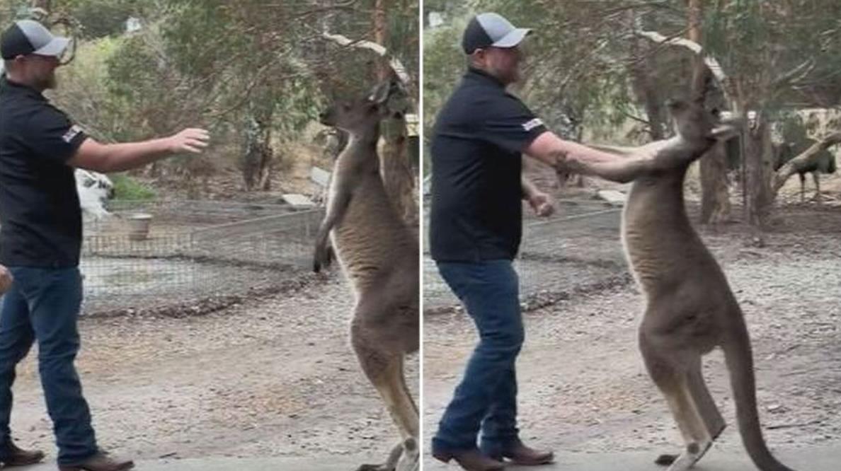 Турист в зоопарке схватил кенгуру за горло после того, как тот его пнул и поцарапал