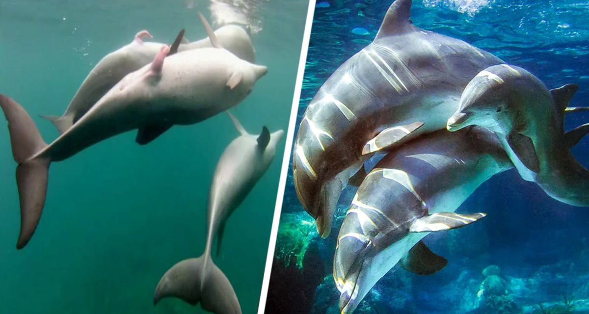 На пляжах Хургады начался период спаривания дельфинов: туристы сделали интересные снимки