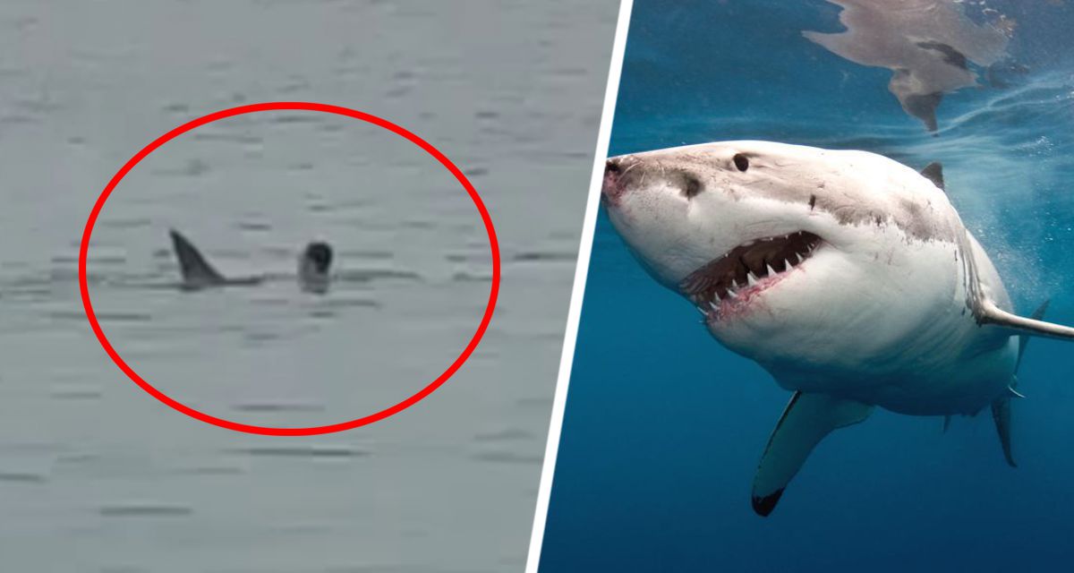 Россиянин, растерзанный акулой в Египте, погиб на глазах у своего отца