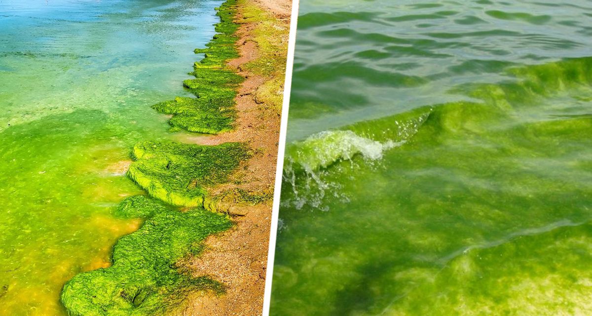 Ядовито-зеленый: на популярном российском курорте море приобрело устрашающий новый цвет