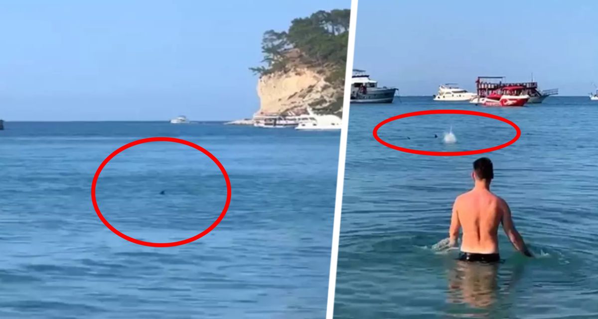 Туристы вылетали на берег и кидались камнями: на пляже Анталии произошла паника из-за громадного плавника