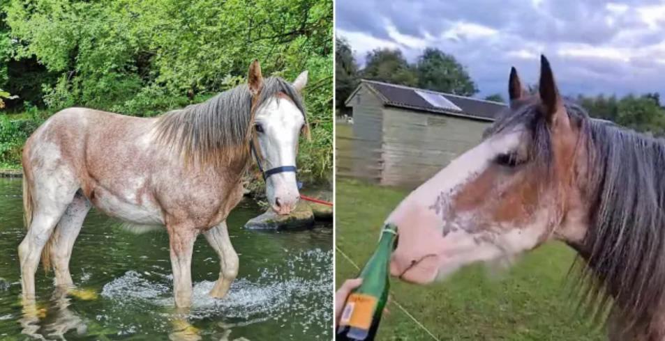 Турист на достопримечательности напоил лошадь алкоголем и вызвал бурю негодования