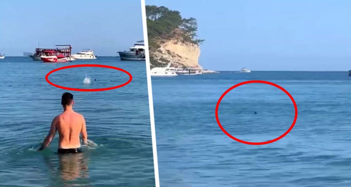 Опять акула: на знаменитом курорте на туриста напал хищник прямо на мелководье у пляжа