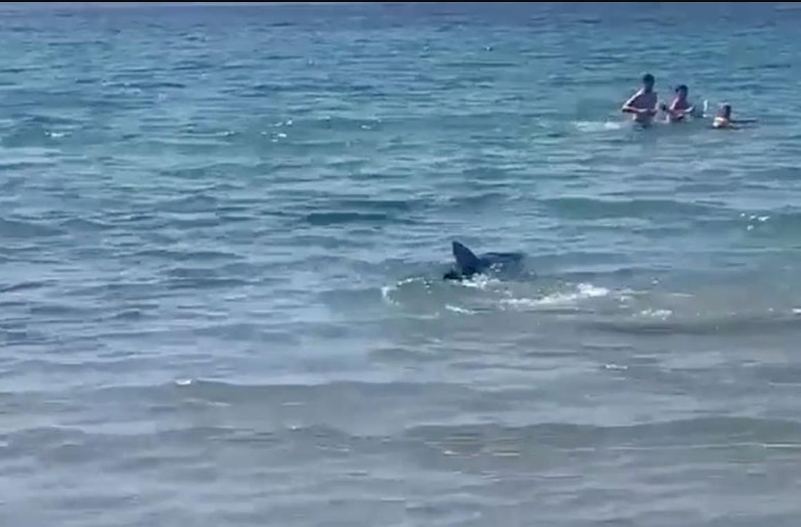 Акула пошла прямо по переполненному пляжу, туристы в ужасе выскакивали из воды, а спасатели кричали в мегафоны