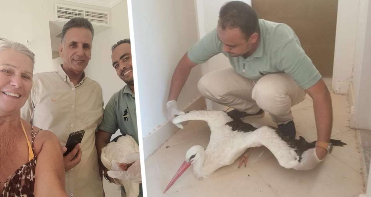 В Хургаде российская туристка спасла спикировавшую птицу из Европы
