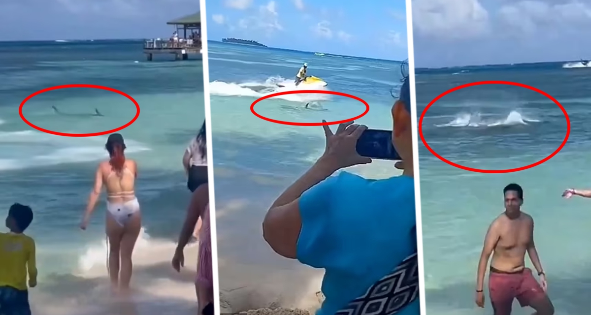 Акула-молот вызвала переполох на переполненном пляже: туристы вылетали из воды как пули
