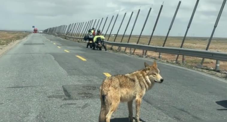 Дикий волк разжирел на подачках туристов и теперь занялся попрошайничеством на шоссе