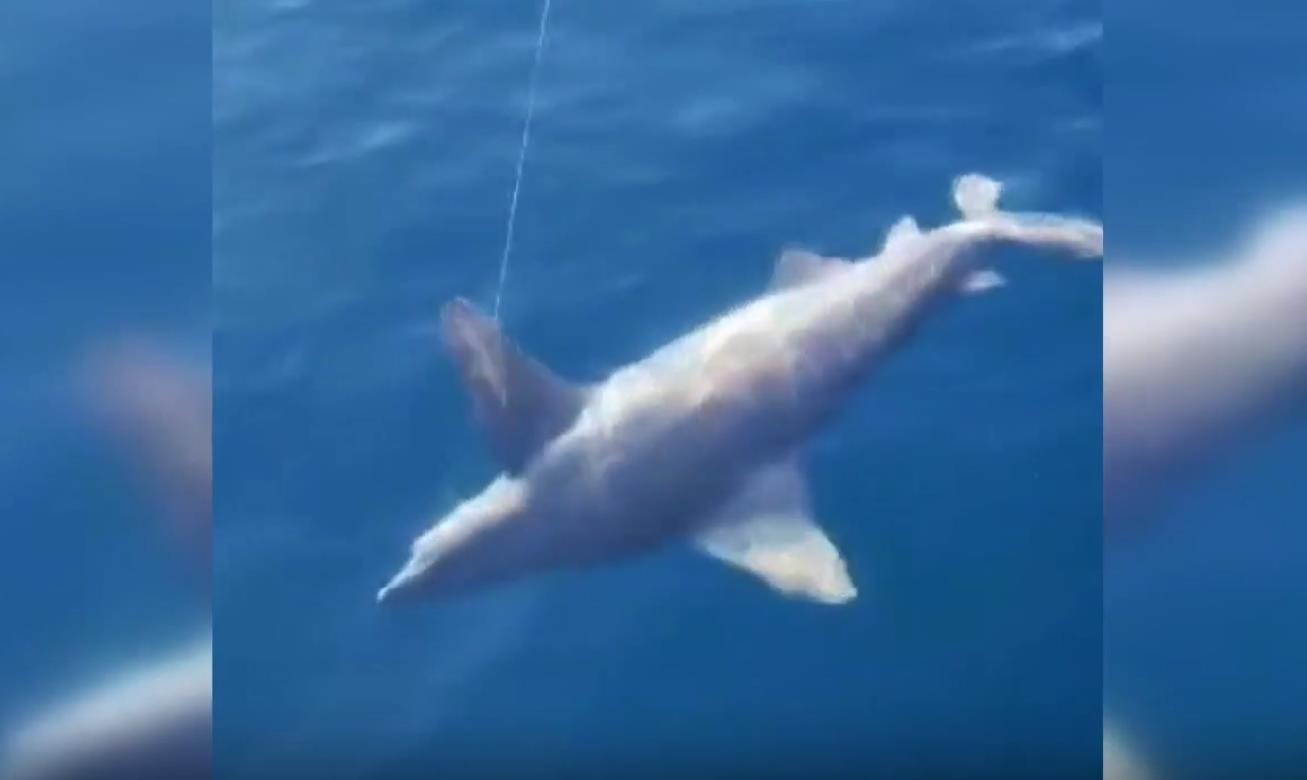 В Анталии на удочку случайно поймали большую акулу: ВИДЕО
