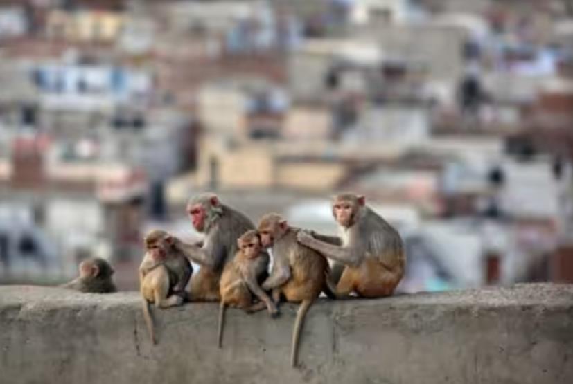 Почему у людей нет хвостов, как у обезьян: ученые дали ответ
