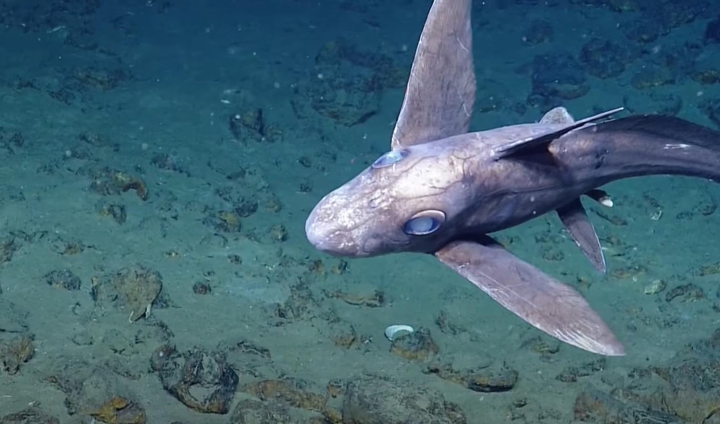 У берегов Таиланда найдена акула-призрак с мерцающими глазами и огромной головой