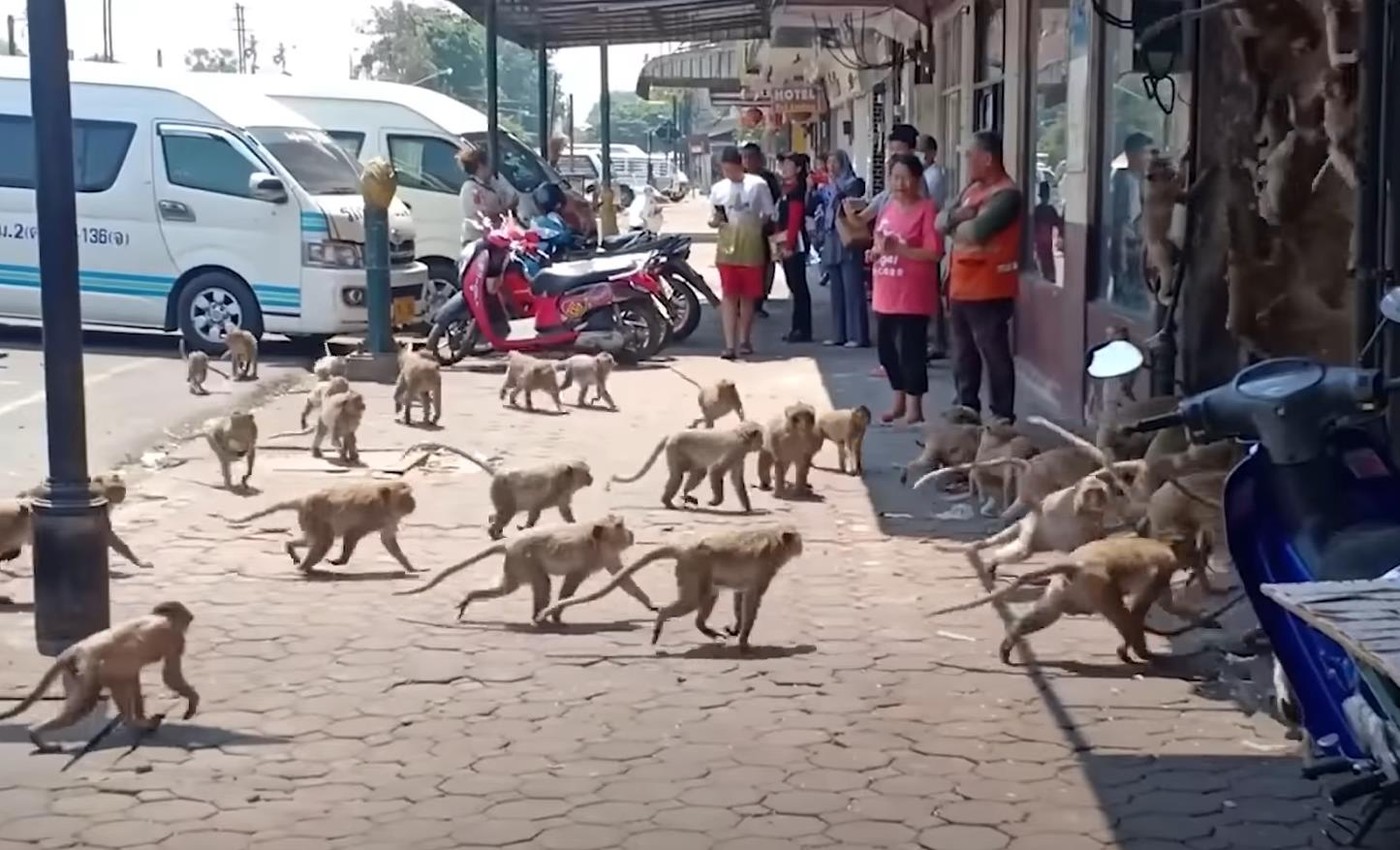 Туристический город Таиланда захвачен бандами обезьян: полицейские вооружаются рогатками и пистолетами с транквилизаторами