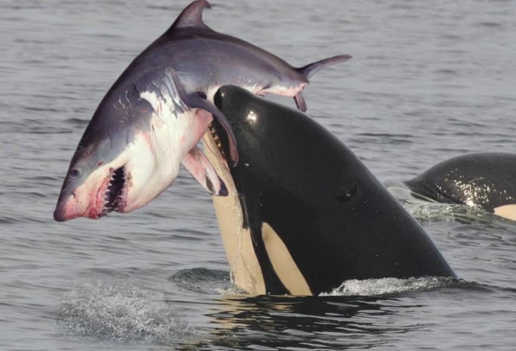 Касатки начали охотиться в одиночку на больших белых акул ради одного лакомства, удивив ученых