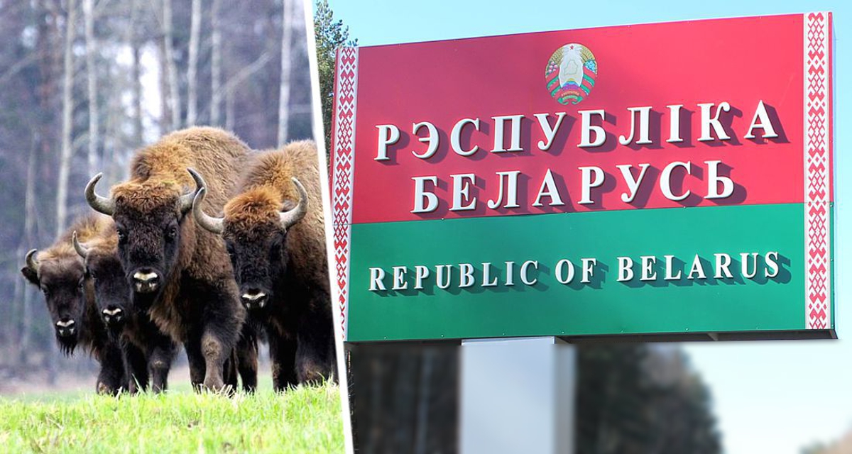Европейцы массово хлынули в Беларусь по одной причине