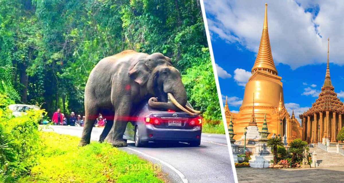 Туризм Таиланда загнали в тупик, обнародовав страшные факты о развлечениях туристов