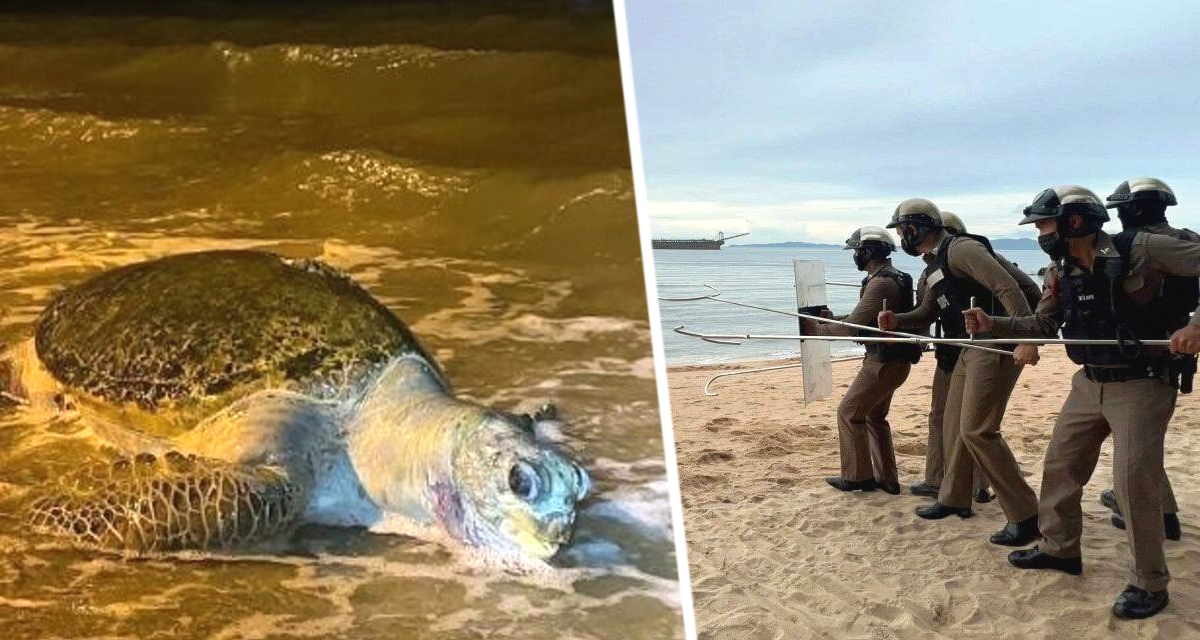 Туристы в Таиланде были шокированы тушей мёртвого чудовища, выброшенного на пляж
