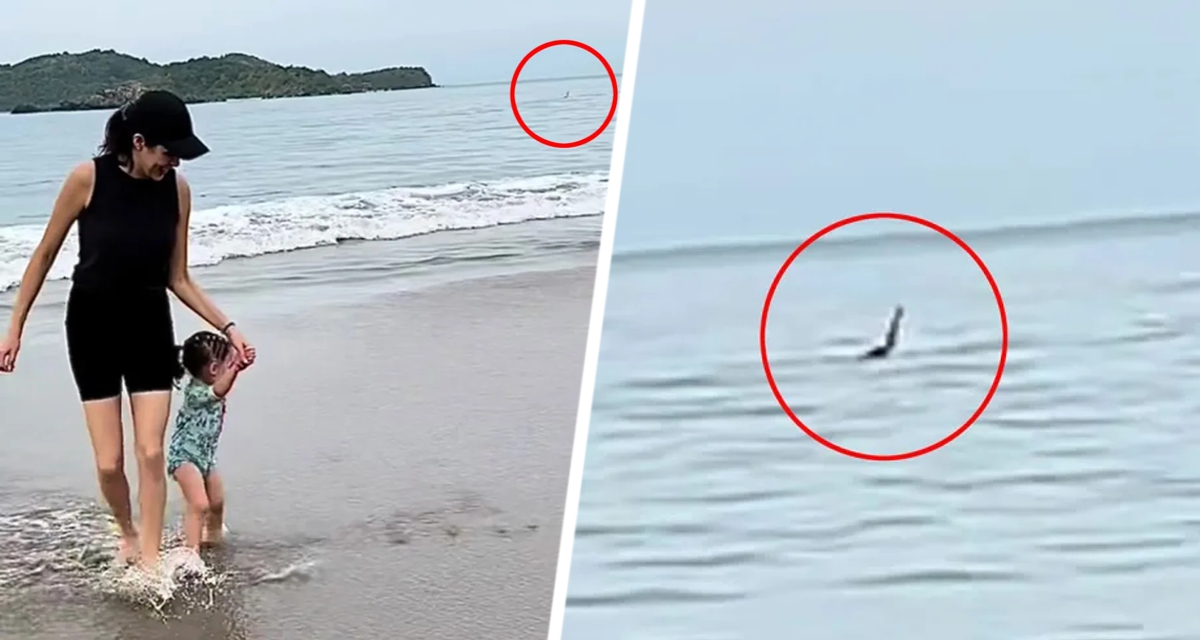 Туристка случайно сняла на смартфон, как акула атакует купающегося отдыхающего