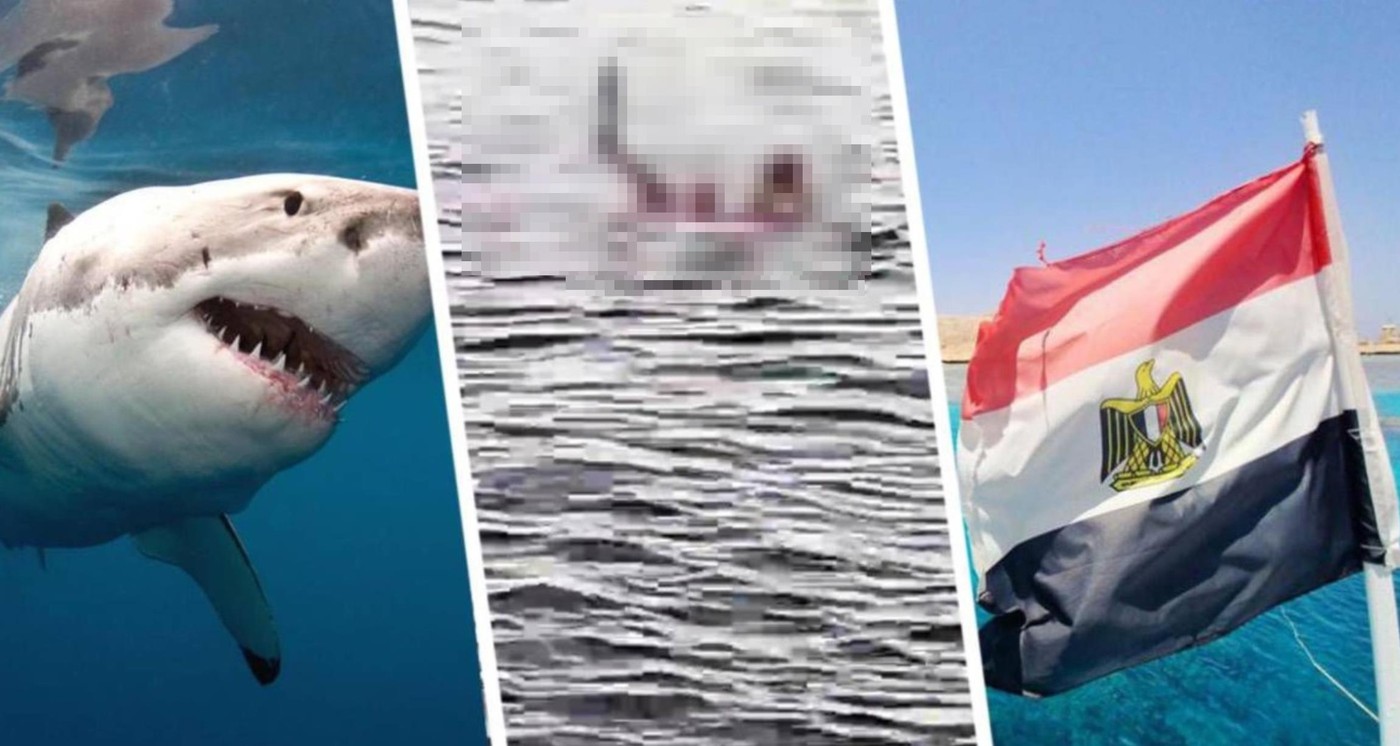 На пляжах Хургады замечена акула опасная для людей: туристам запрещено купание в определенное время