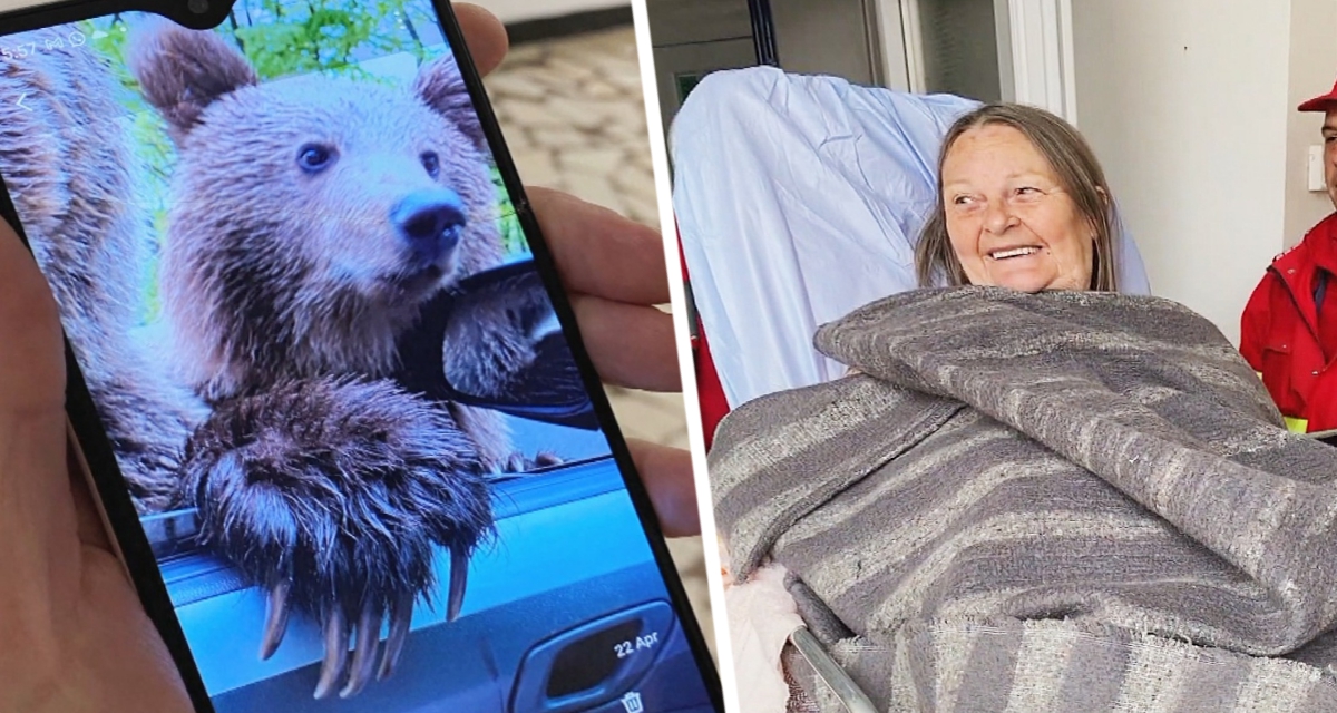 Туристка открыла окно автомобиля и в него неожиданно залез медведь, поранив 72-летнюю отдыхающую