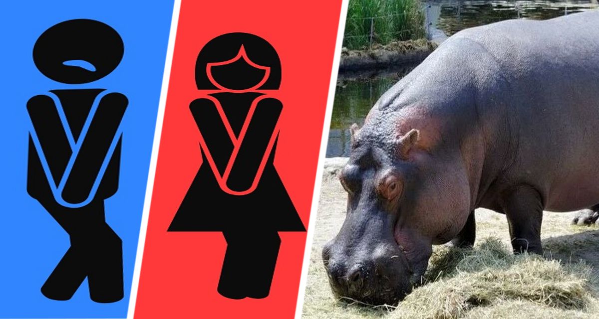 В зоопарке произошла гендерная путаница: самец бегемота оказался самкой и всех удивил