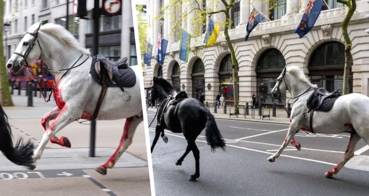 Цокот копыт: армейские лошади вырвались на свободу в Лондоне и посеяли хаос на улицах