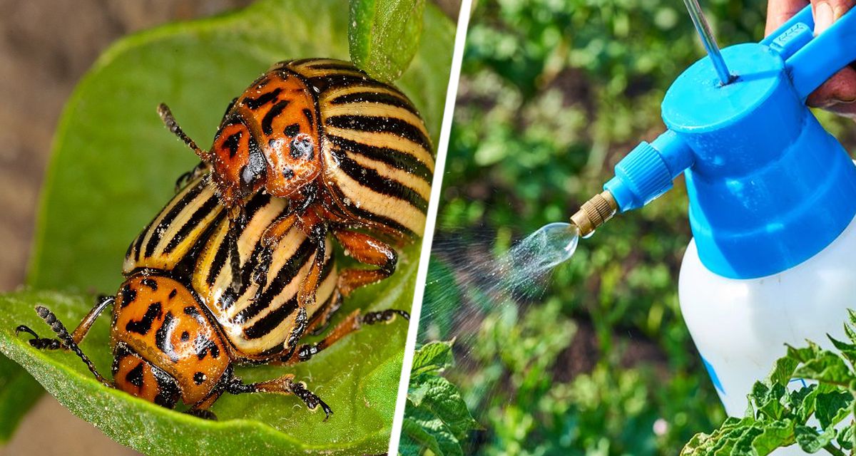 Два растения от которых бегут колорадские жуки: как предохранить урожай без химии