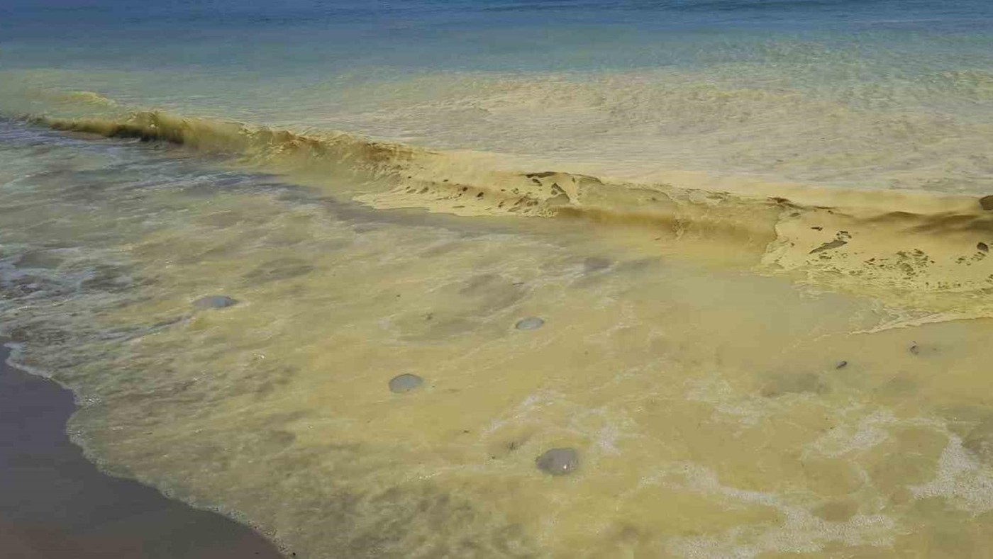 Туристы в Анталии напуганы: море стало желтым, а пляжи завалило мертвыми медузами