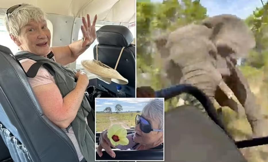 Слон напал на автомобиль и убил 79-летнюю туристку