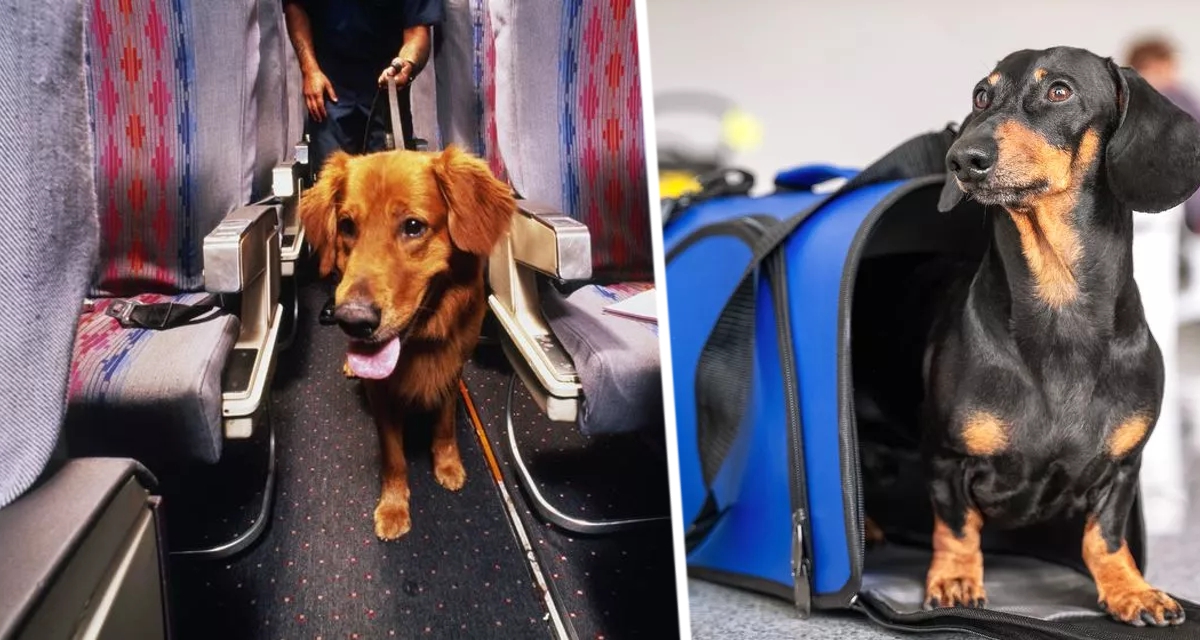 Собака нагадила в самолете: из-за нестерпимой вони рейс пришлось отменить