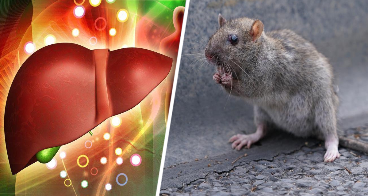 Болезнь непонятная и страшная: в популярной у россиян стране люди начали заражаться крысиным гепатитом