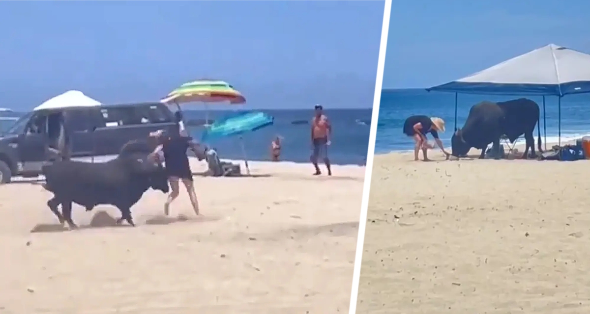 Дикий бык нападает на туриста прямо на популярном пляже: попытка подкупить его едой не удалась