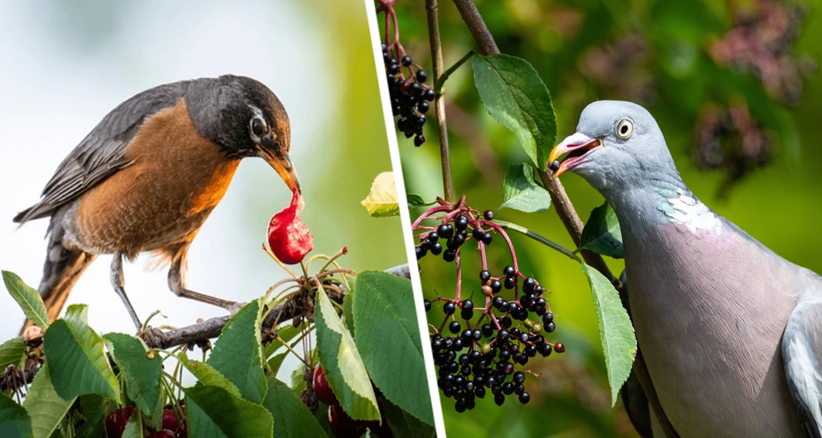Птицы облетают участок стороной и не клюют вишню и красную смородину: простой бесплатный способ поможет сберечь урожай от пернатых