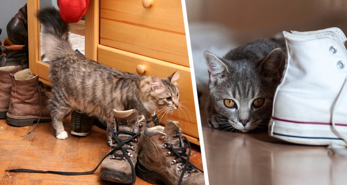 Кот начал постоянно тайно метить в ботинки хозяина: названы два действия, которые могут возненавидеть коты и встать на путь вендетты