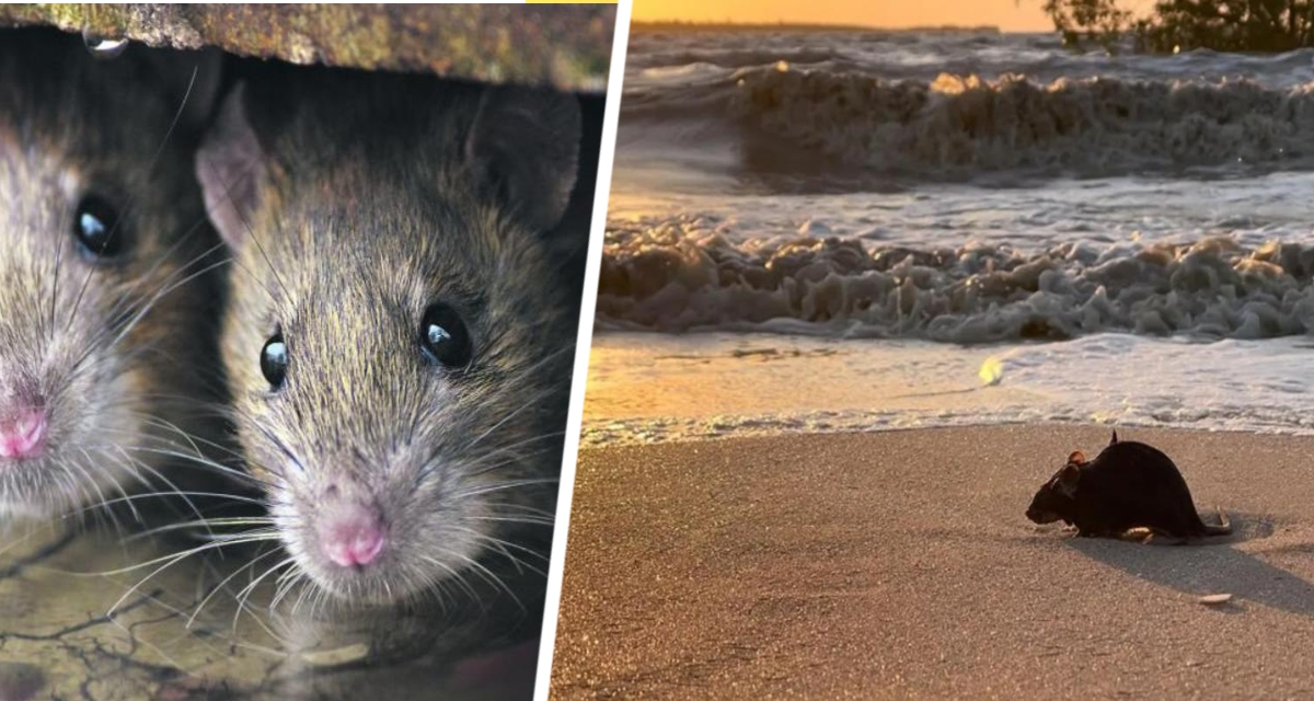 Нашествие крыс на пляжи Паттайи и Джомтьена вызвало тревогу: туристы рискуют подхватить любую заразу